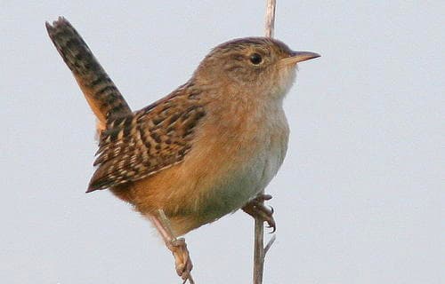 Identify this