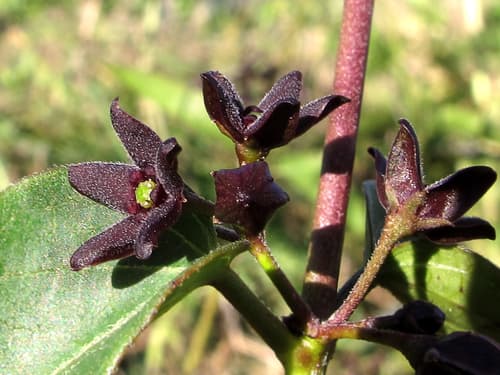Black swallow-wort: Seed pods