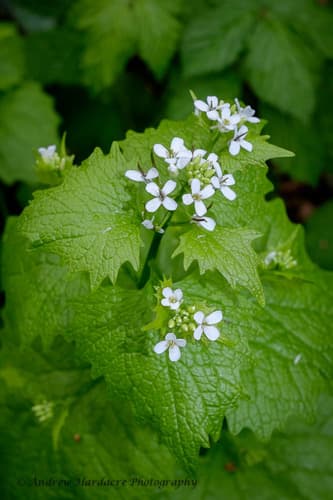 Garlic mustard: Rosettes