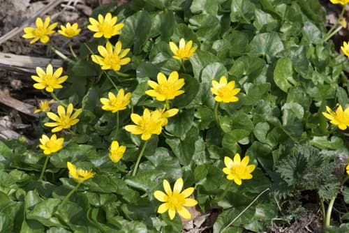 Lesser celandine: Gone