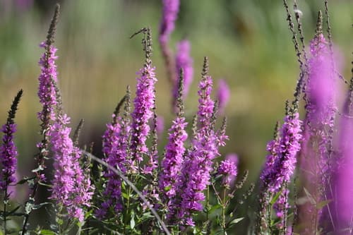Purple loosestrife