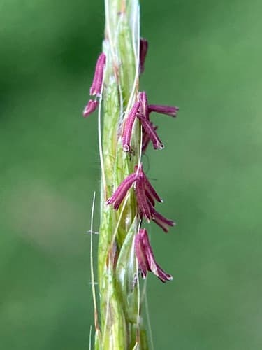 Identify this